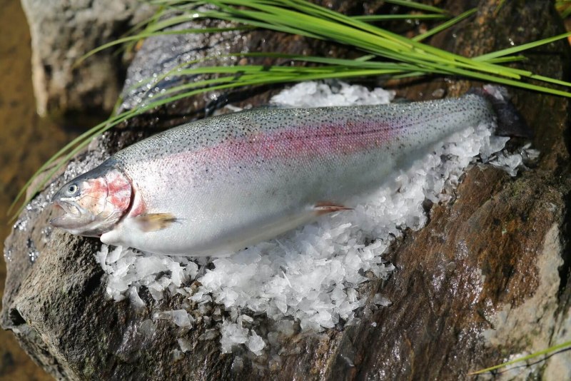 Радужная форель Камлоопс