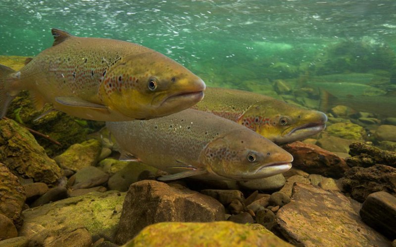 Озерная форель (Радужная, кумжа)