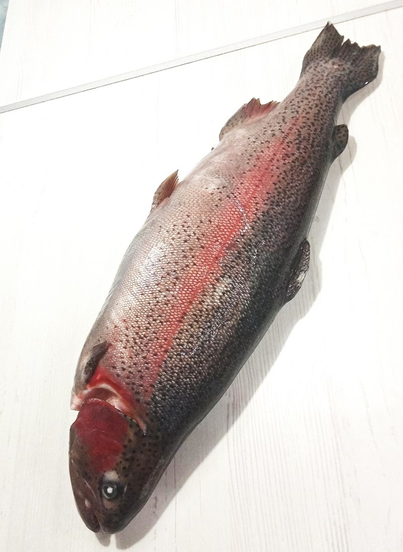 Радужная форель ручьевая