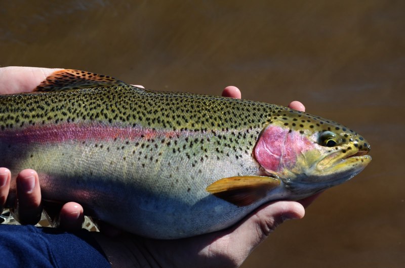 Черноморская кумжа Черноморский лосось