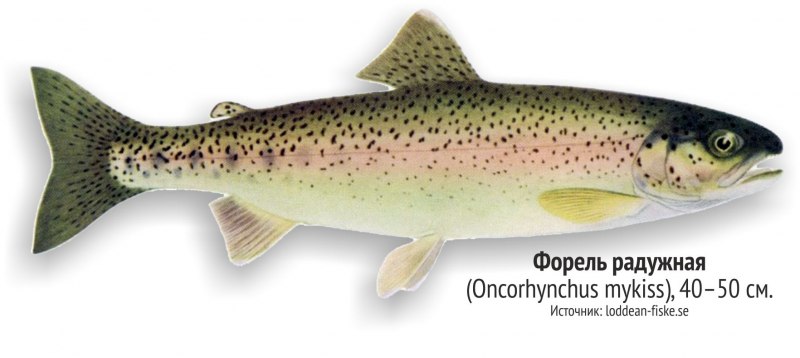 Озерная форель (Радужная, кумжа)