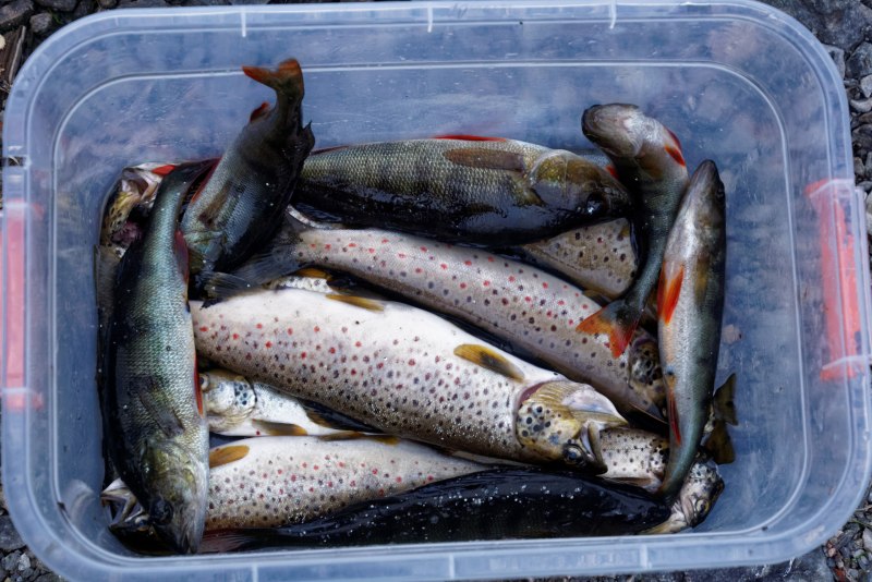 Карельская форель в разрезе