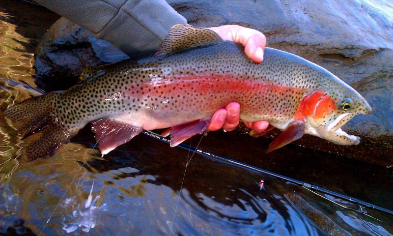 Атлантический лосось семга
