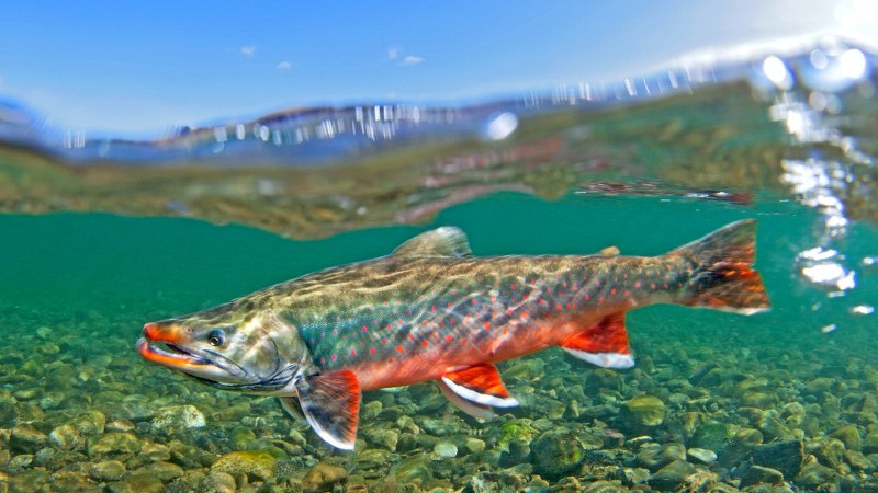 Арктический голец рыба