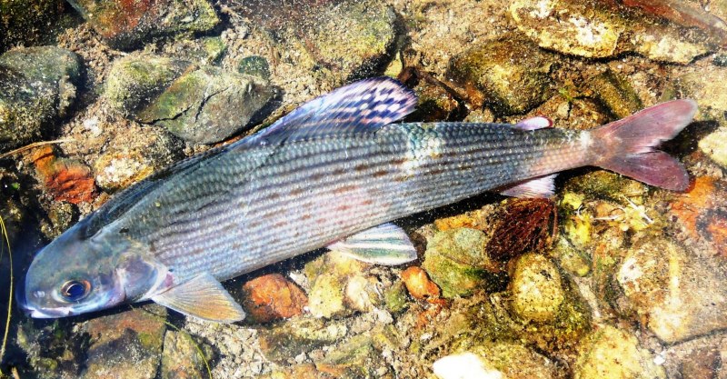 Микижа Радужная форель