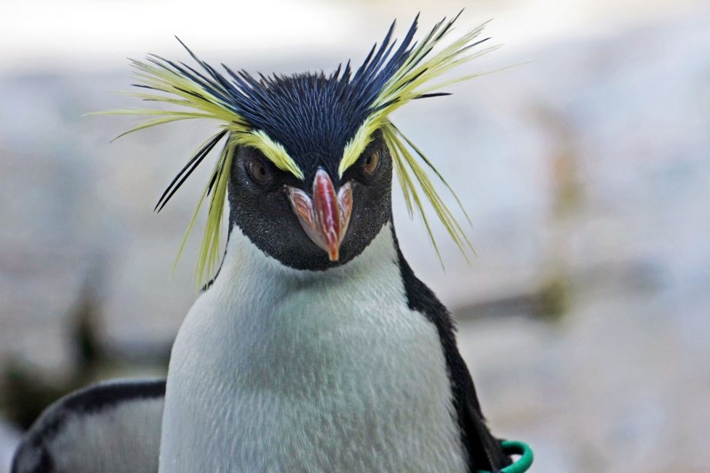 Королевский хохлатый Пингвин