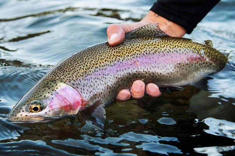 Кумжа и голец