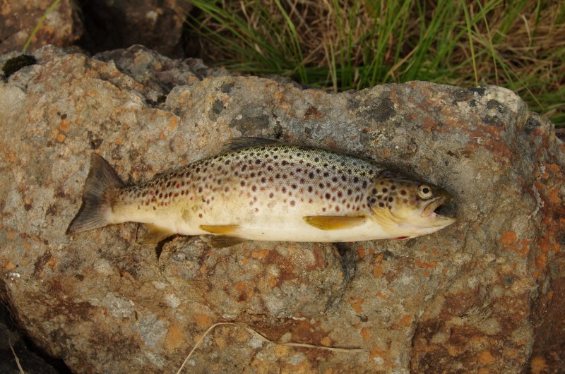 Озерная форель кумжа