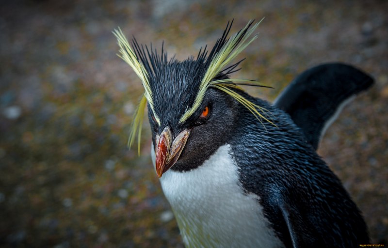 Хохлатый толстоклювый Пингвин