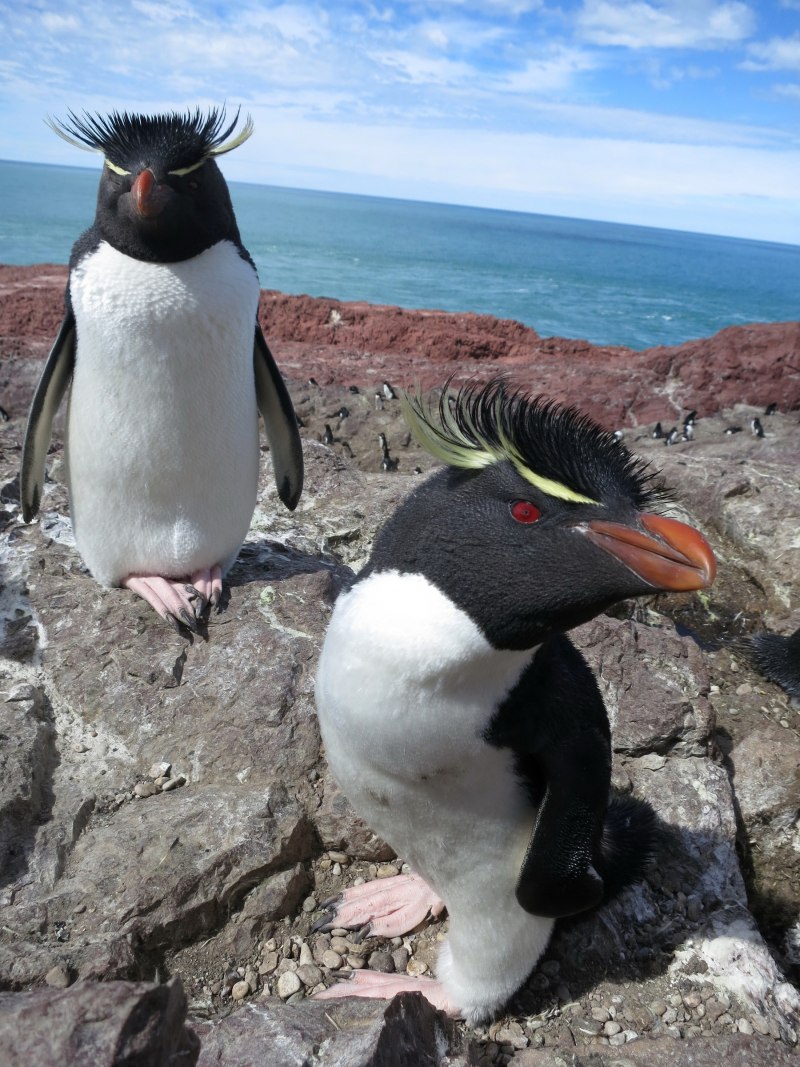 Хохлатый Скалистый Златовласый Пингвин