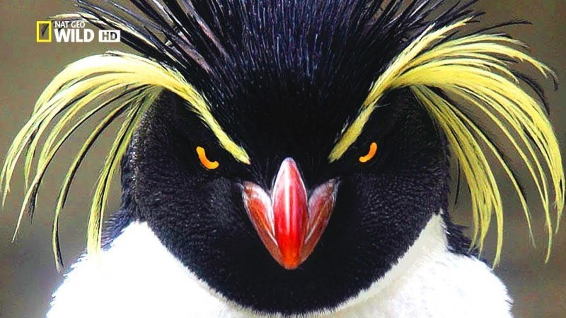 Пингвин Рокхоппера Антарктика