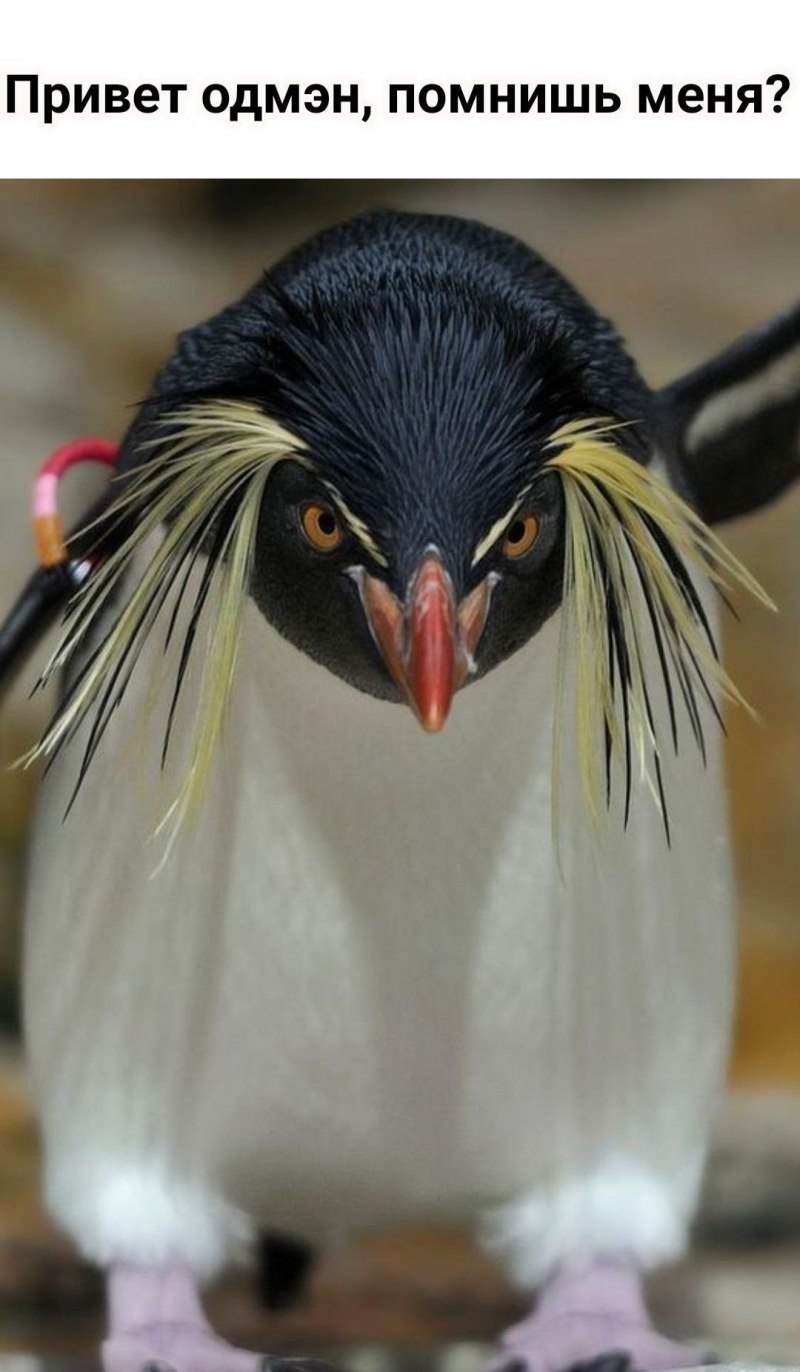 Королевский хохлатый Пингвин