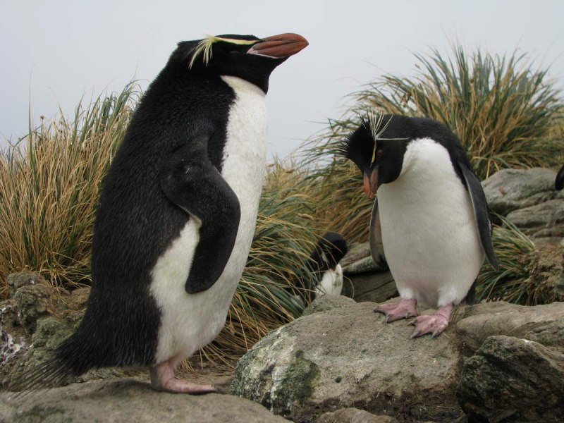 Rockhopper Penguins in the Falkland Islands