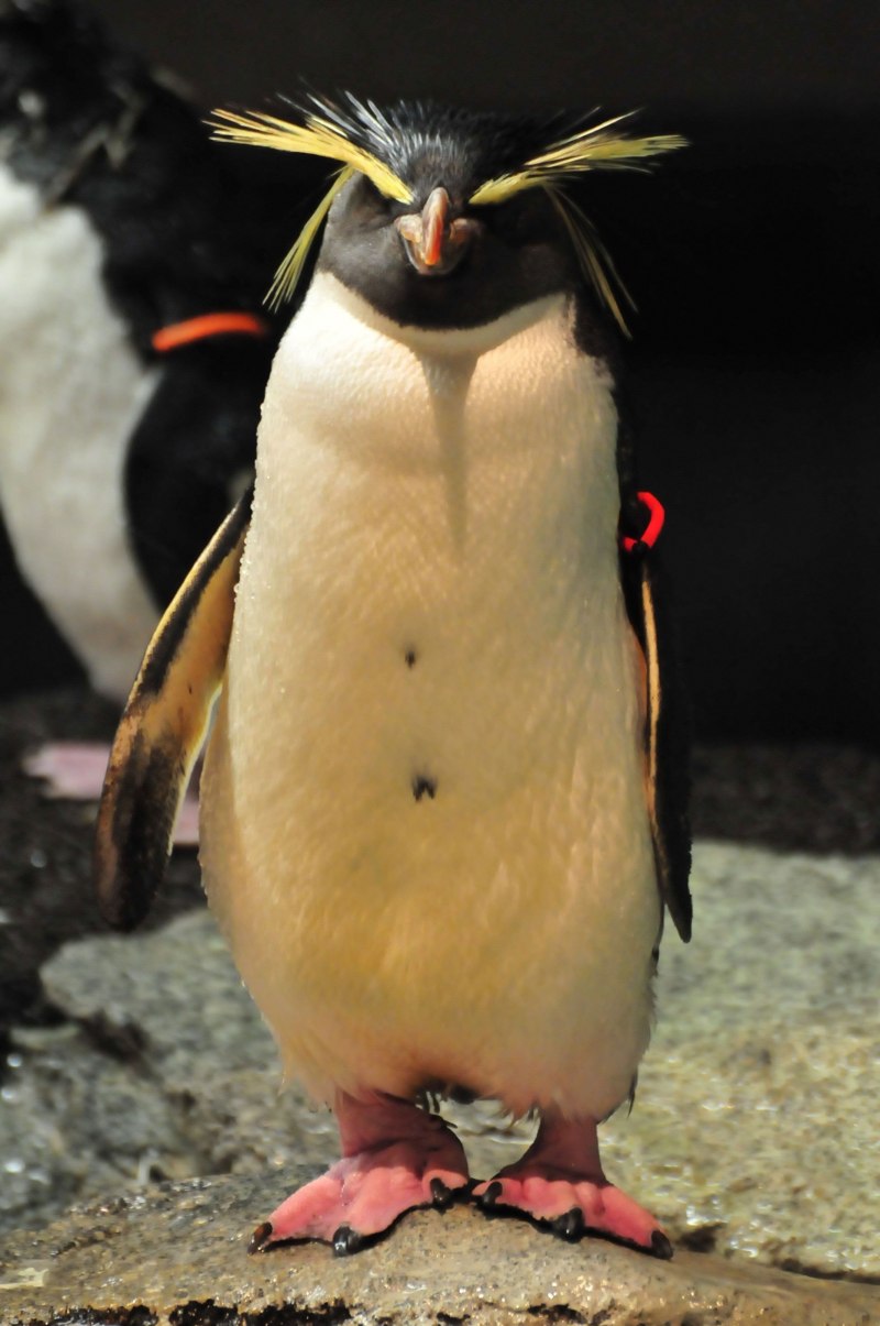 Снэрский хохлатый Пингвин