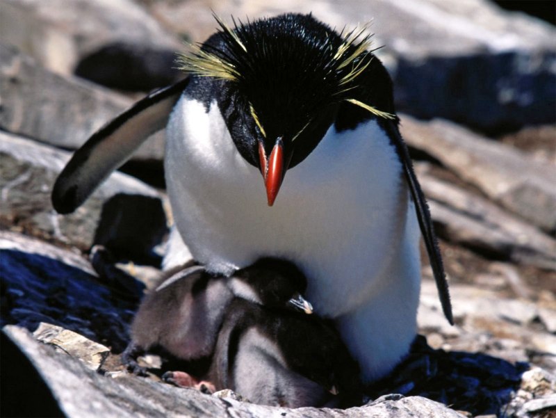 Толстоклювый Пингвин новой Зеландии