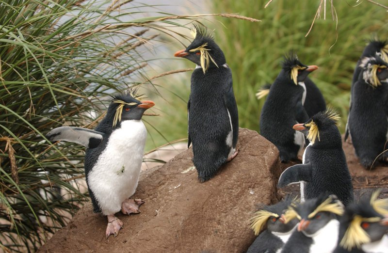 Хохлатый толстоклювый Пингвин