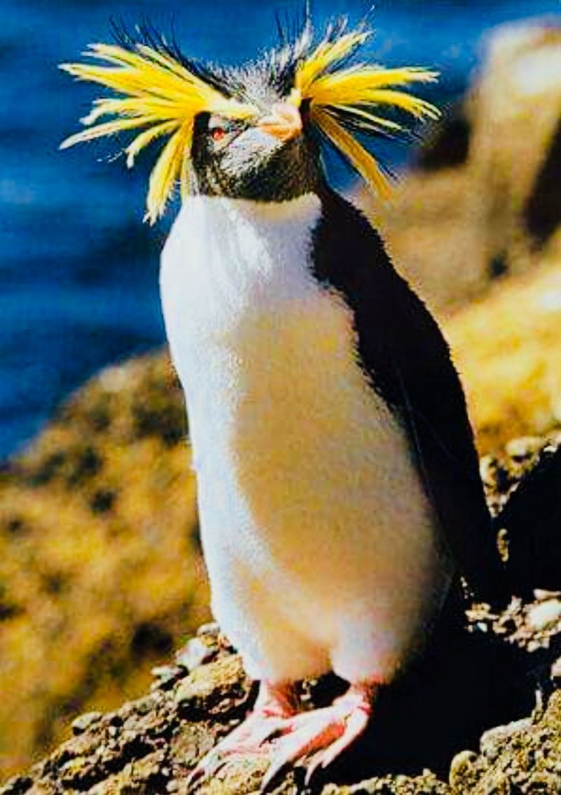 Хохлатый Пингвин