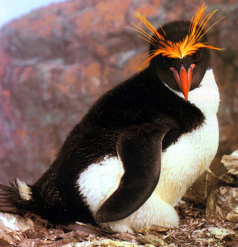 Снэрский хохлатый Пингвин