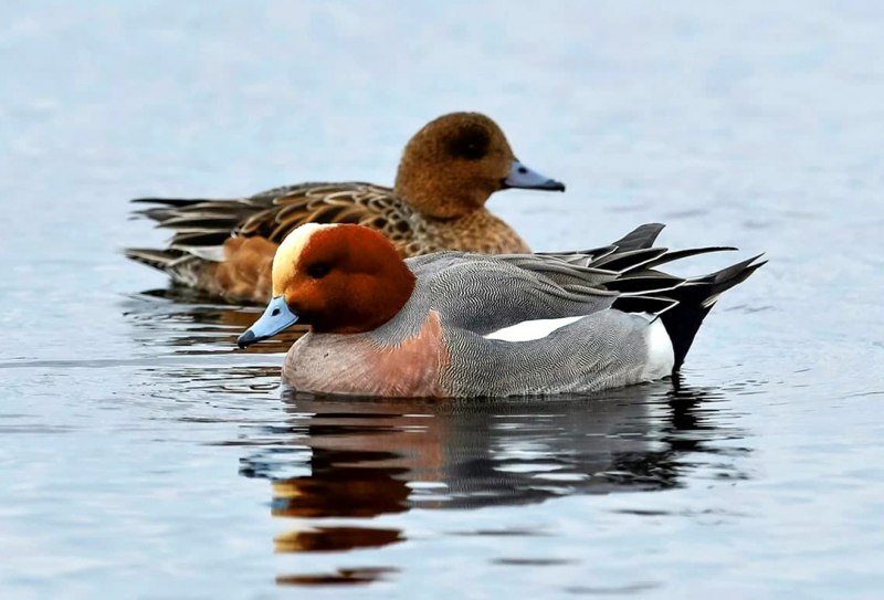 Утка свиязь самец