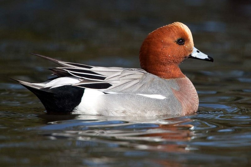 Свиязь утка