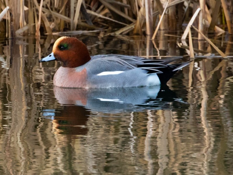 Свиязь птица