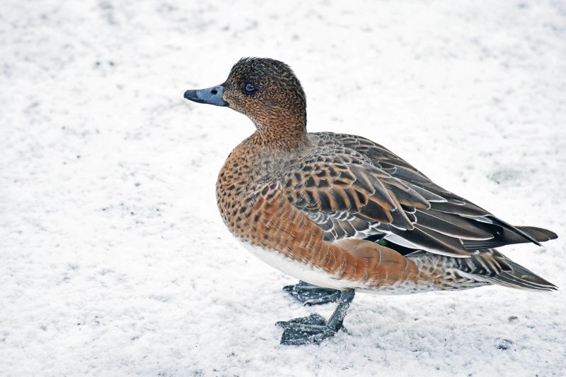 Свиязь самка