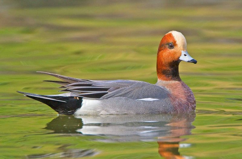 Утки свиязи