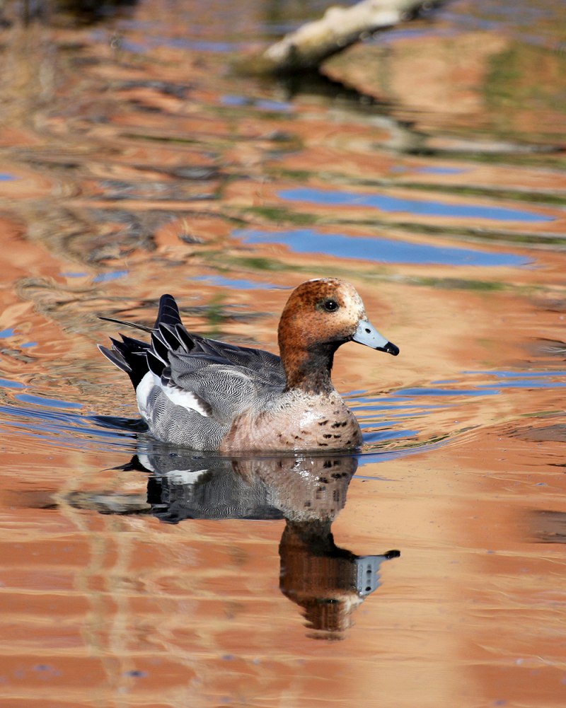 Свиязь утка