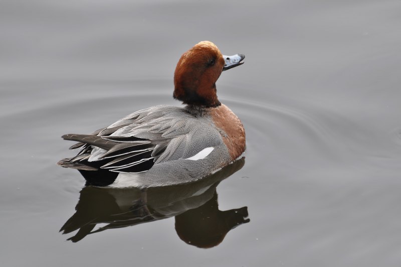 Американская свиязь утята