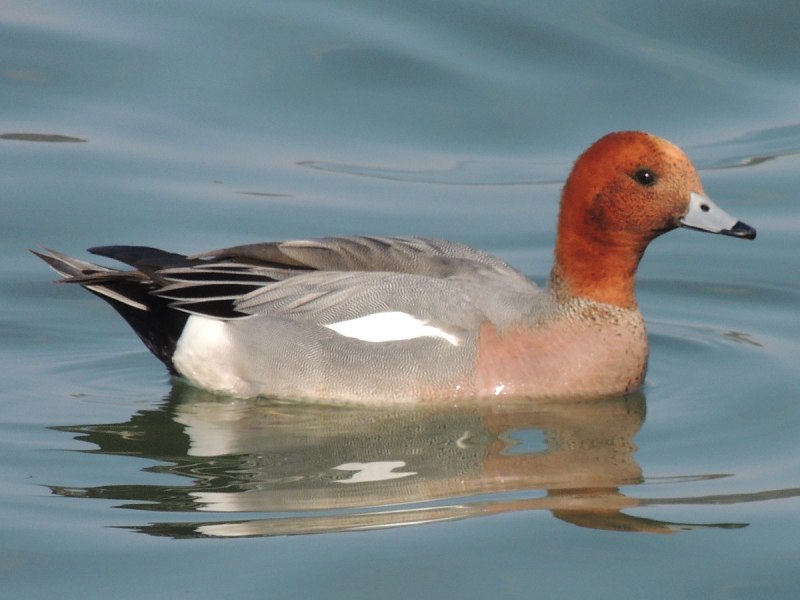 Свиязь обыкновенная
