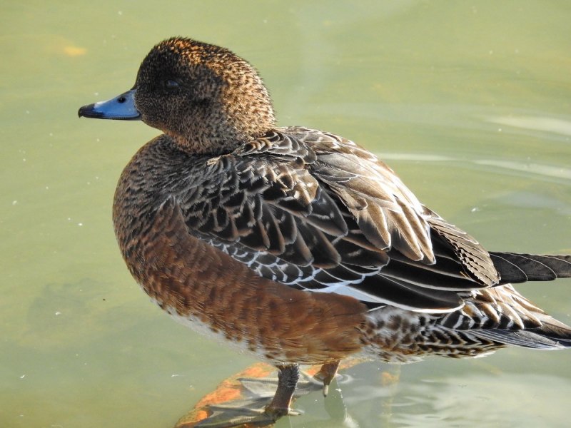 Свиязь Anas Penelope