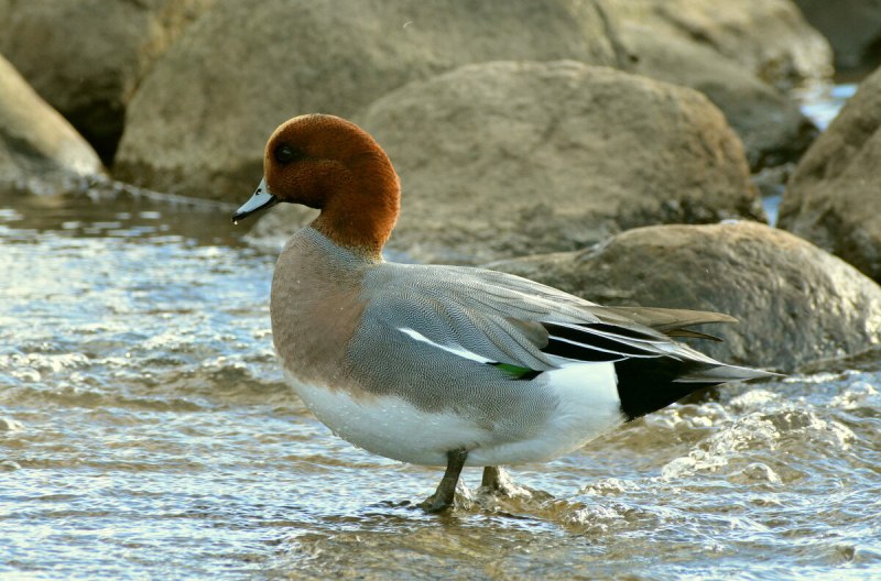 Свиязь Северная