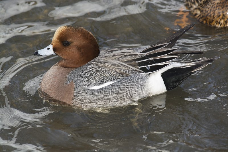 Свиязь селезень