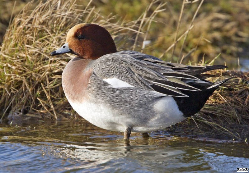 Дикая утка свиязь