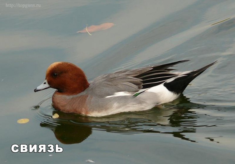 Свиязь обыкновенная