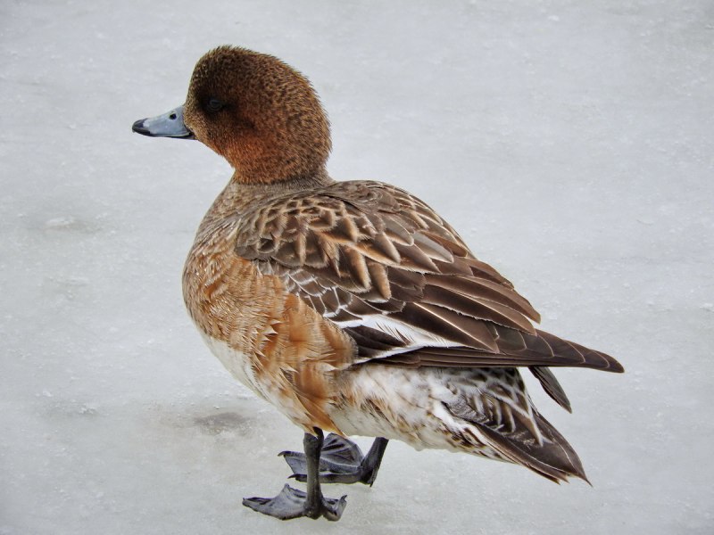 Американская свиязь