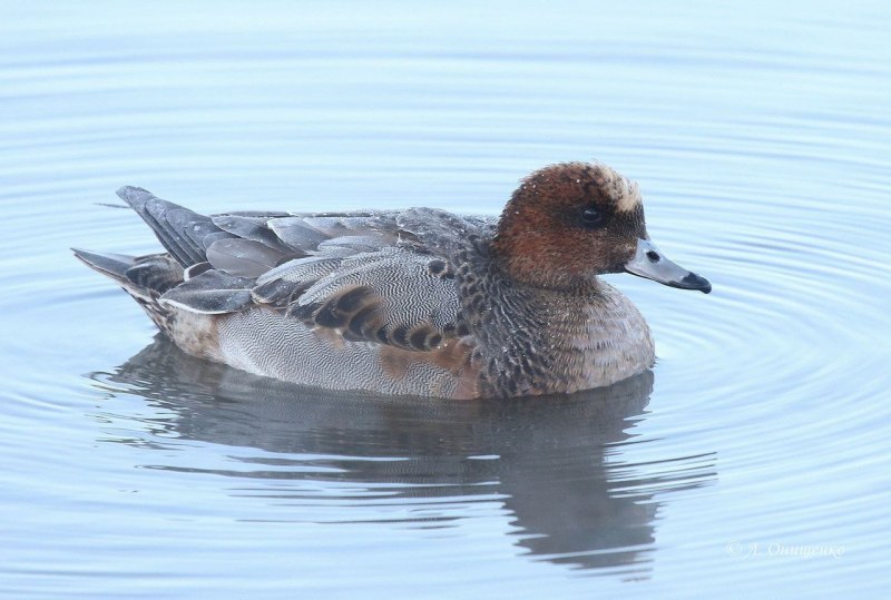 Американская свиязь