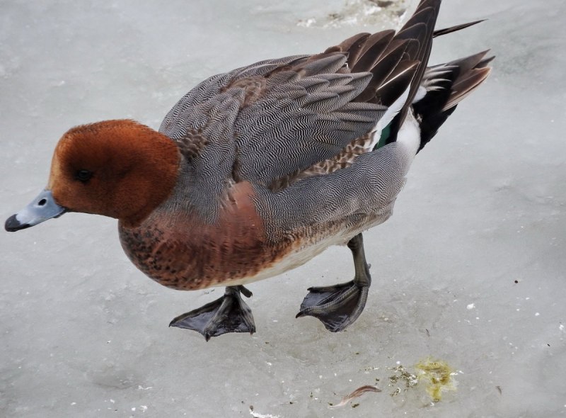 Свиязь линька