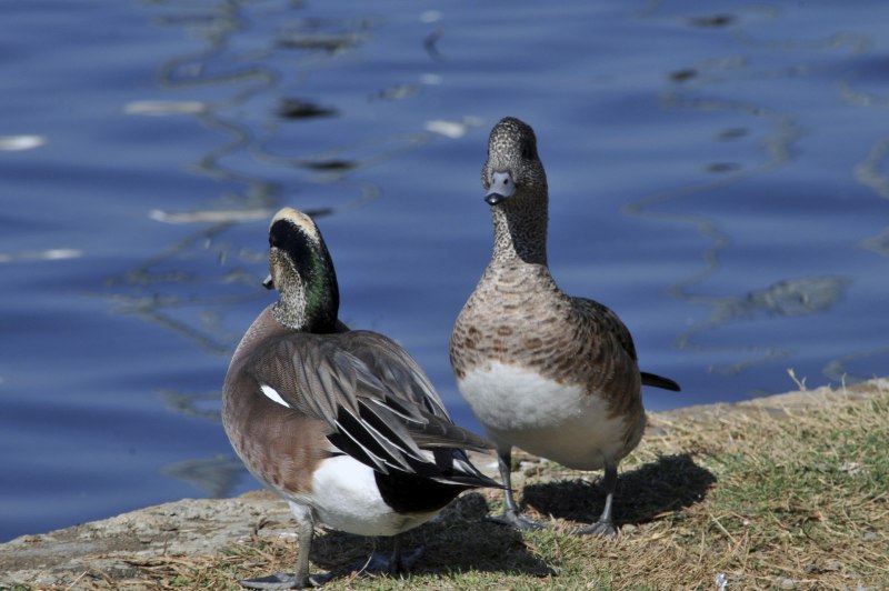 Свиязь утка