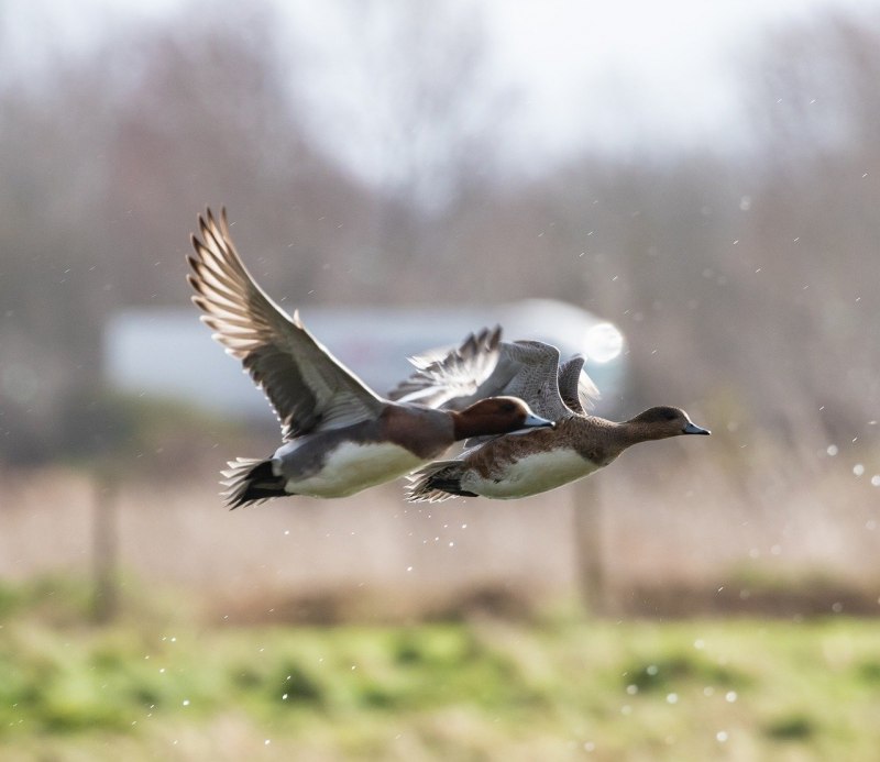 Чучело свиязь-селезень