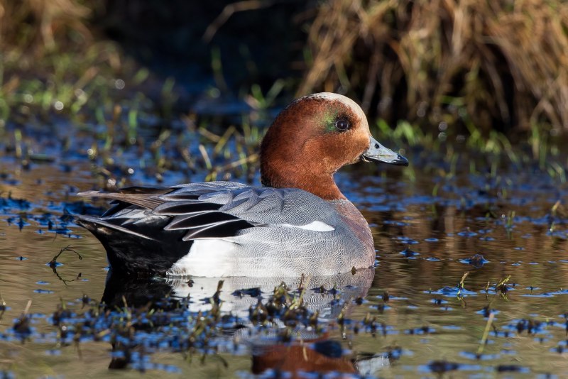 Свиязь утка и селезень
