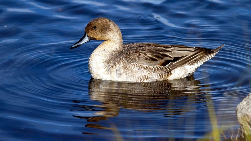 Свиязь красноголовый