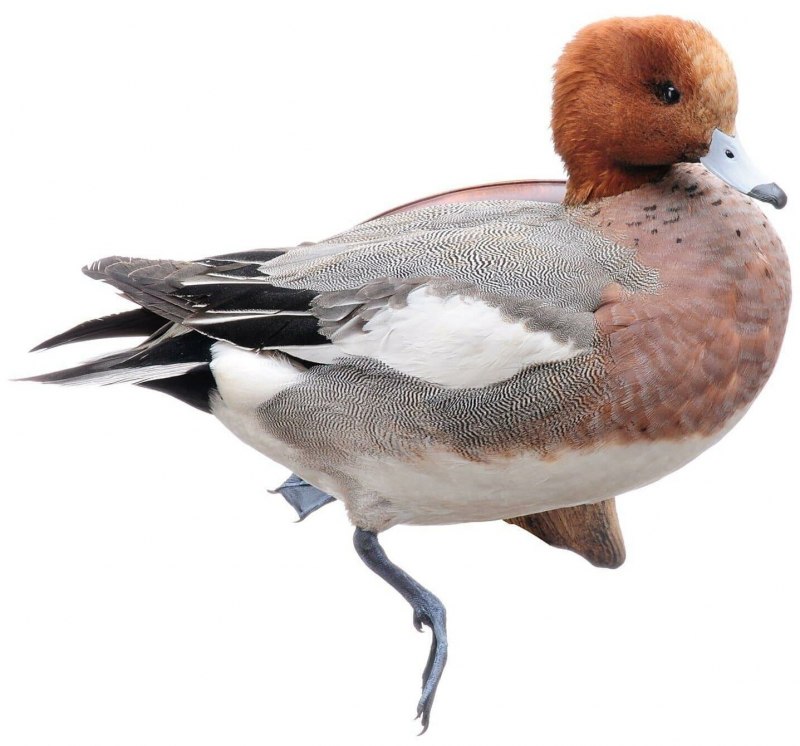 Свиязь утка