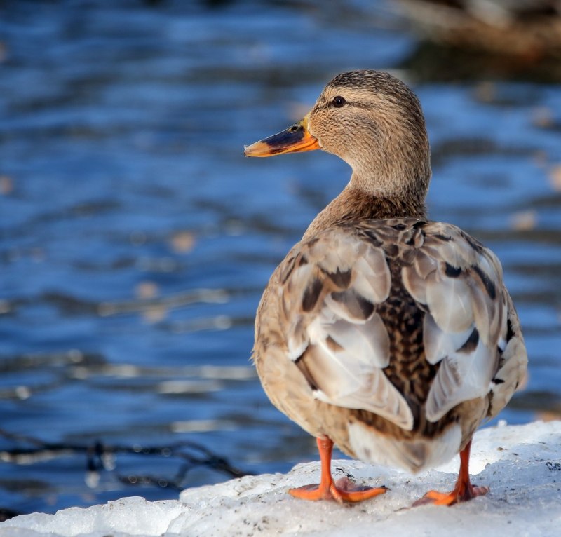 Чучело утки свиязь