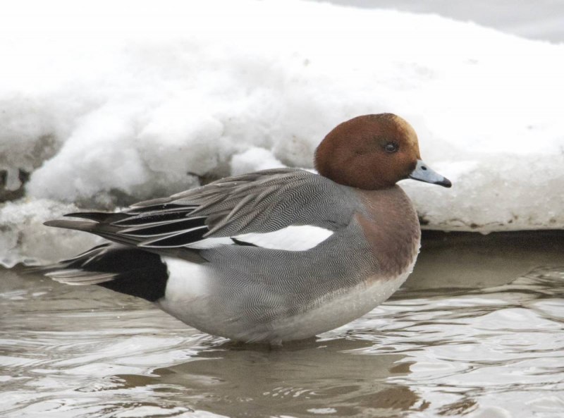 Американская свиязь утка