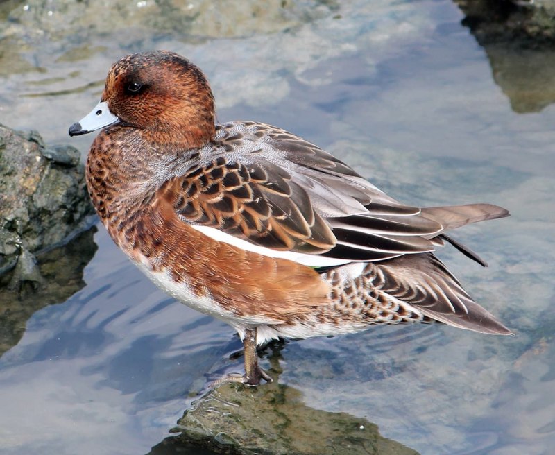 Свиязь селезень