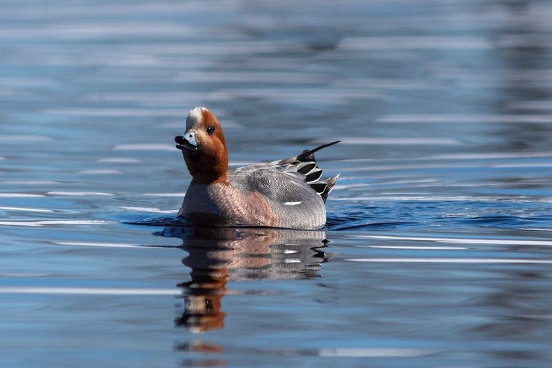 Свиязь селезень