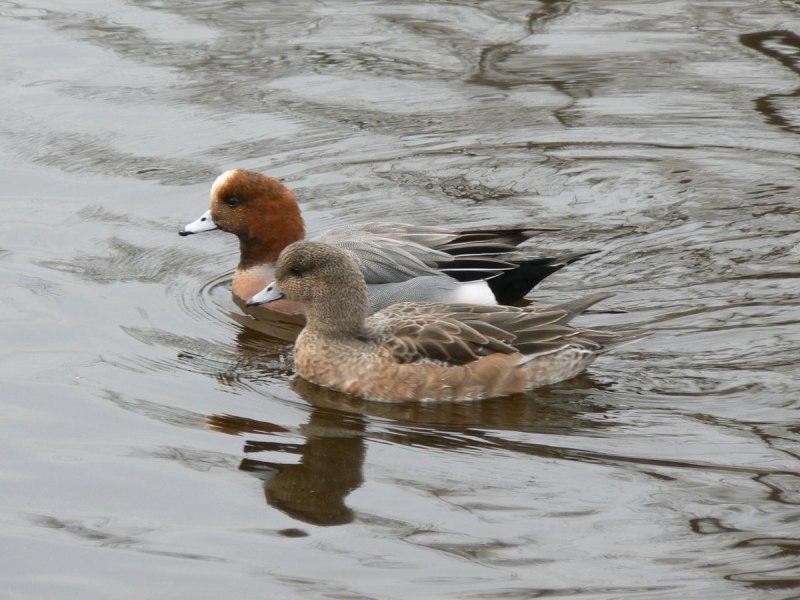 Свиязь среди крякв