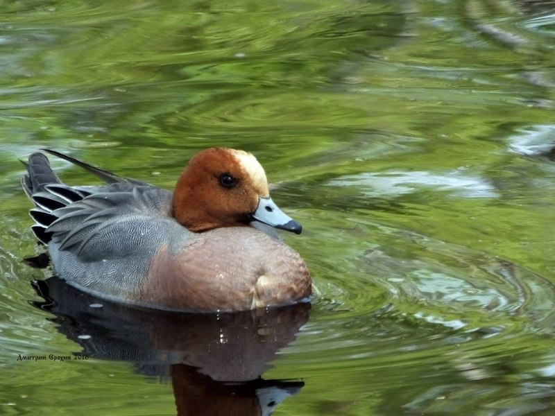 Свиязь селезень