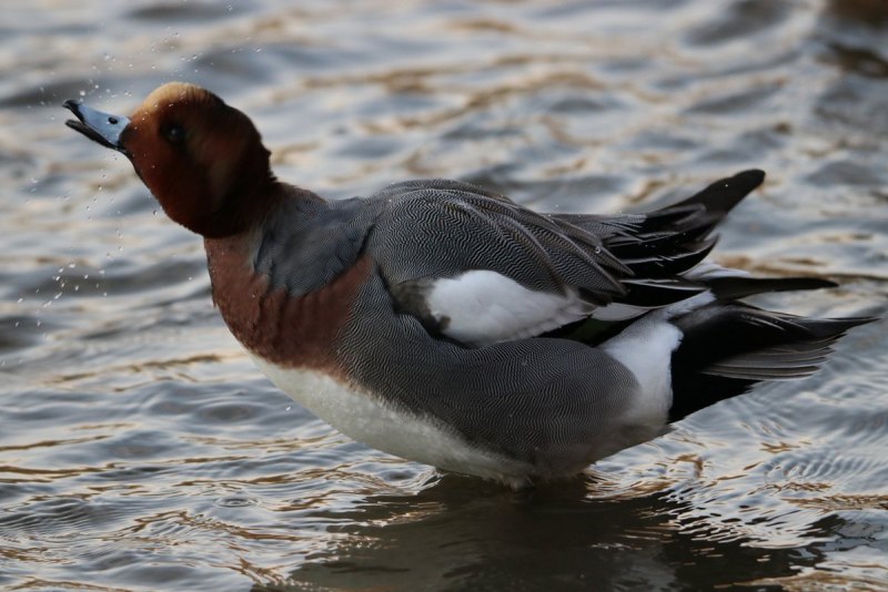 Свиязь утка